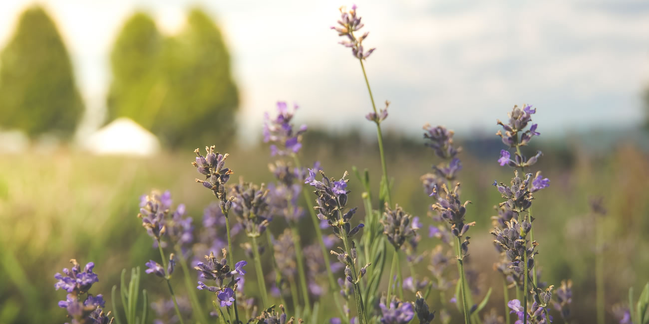 Prince Edward County Lavender | Prince Edward County Lavender Farm