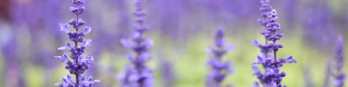 Lavender Farm Ontario | Prince Edward County Lavender Farm